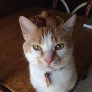 Meet your Posher, Lee ann